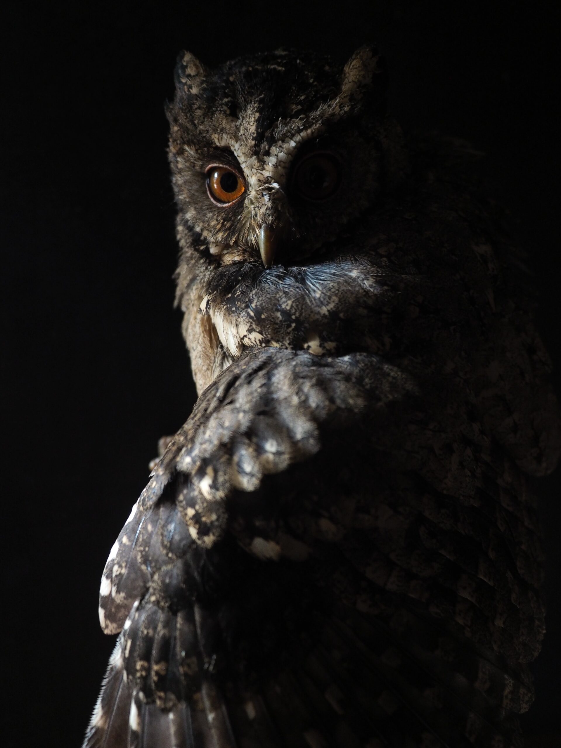 An owl looks over its shoulder, mostly hidden in shadow.