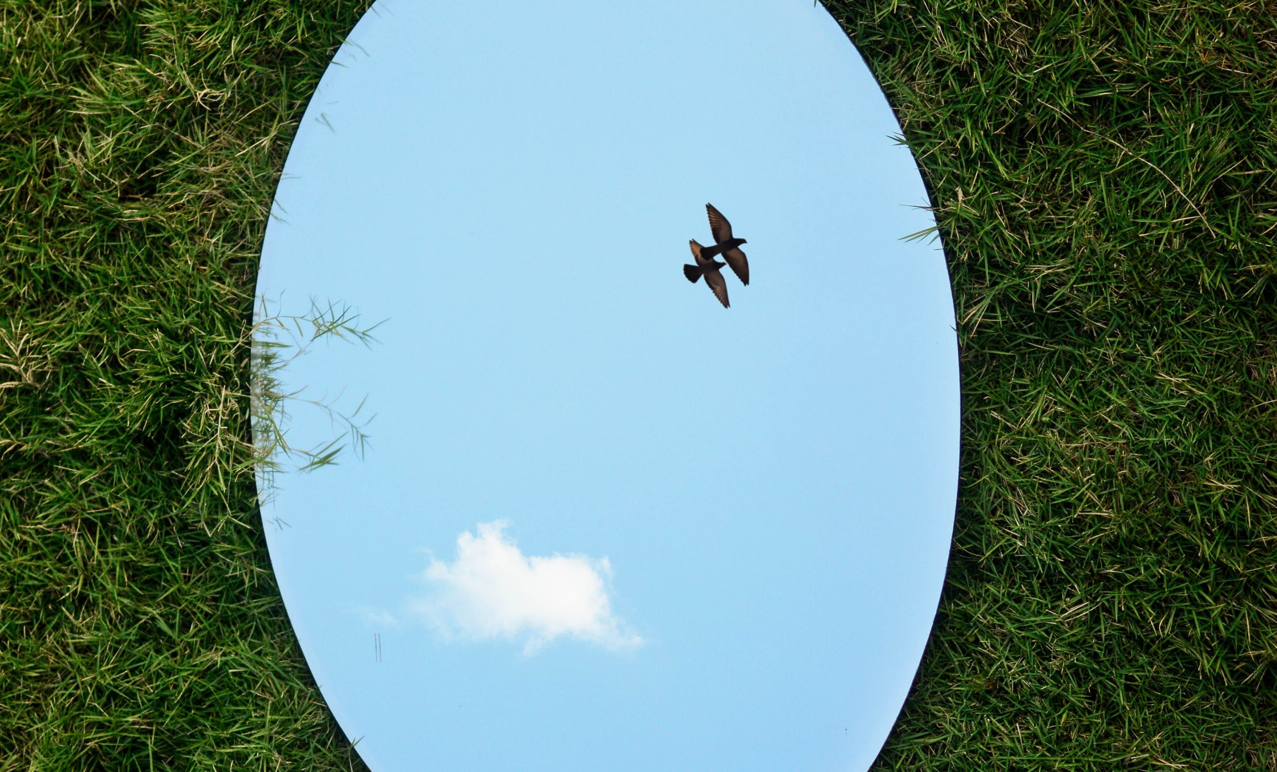 Oval mirror on grass reflecting a bird flying