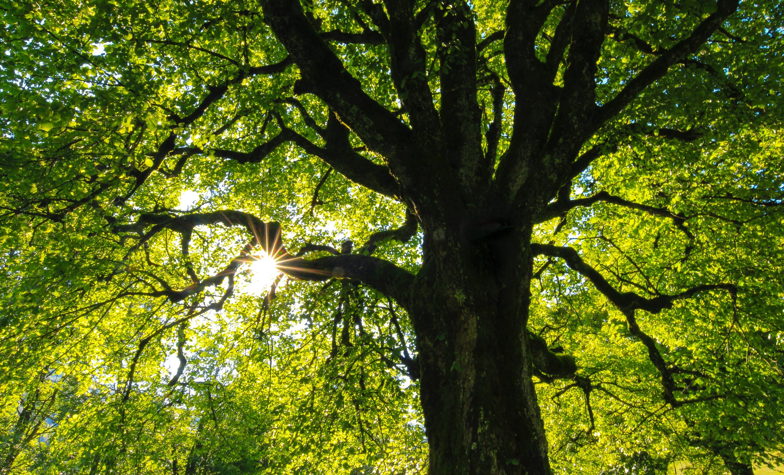 oak tree