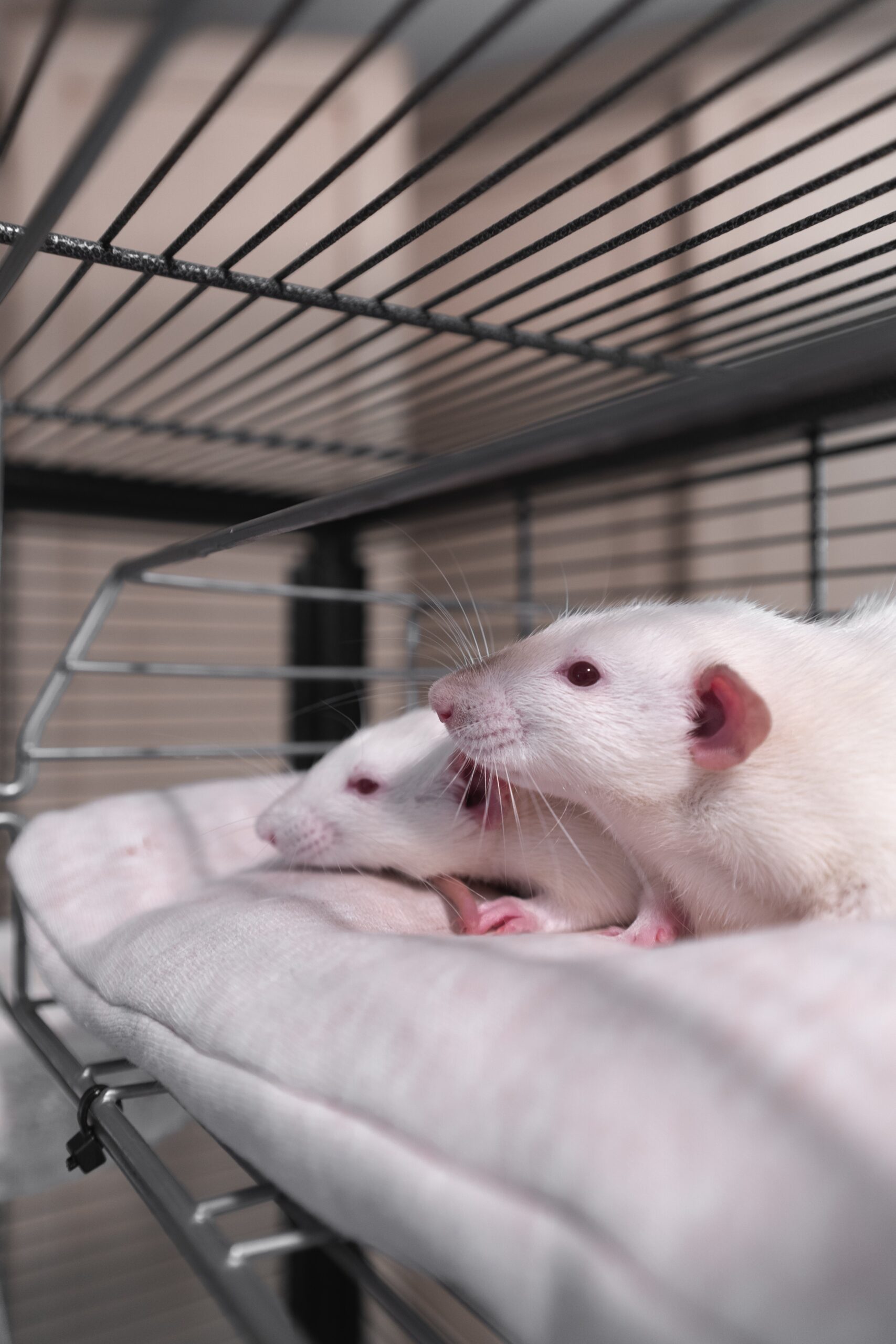 Two white rats sit on bedding inside a cage.