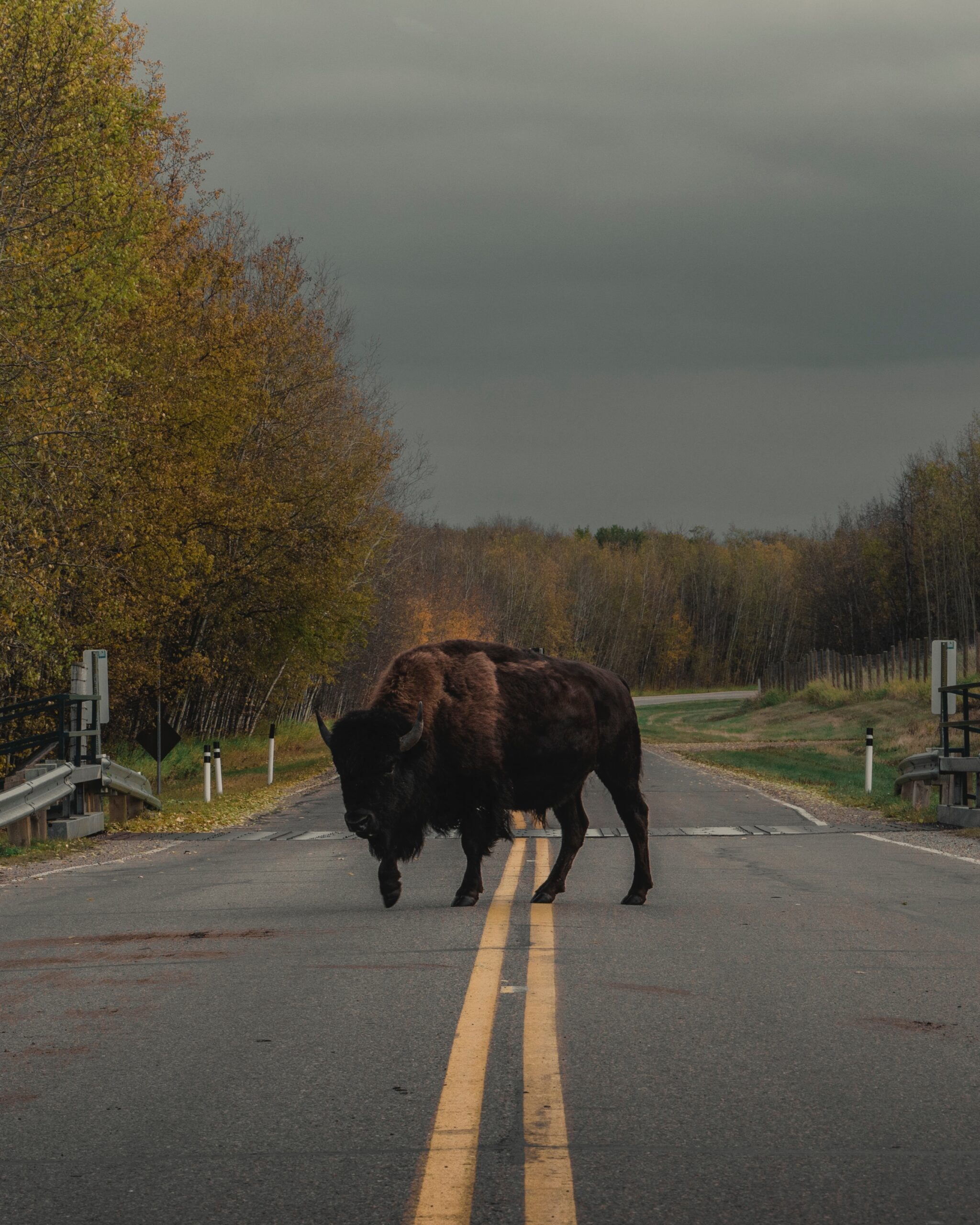 A bison stands in the middle of an otherwise empty stretch of road