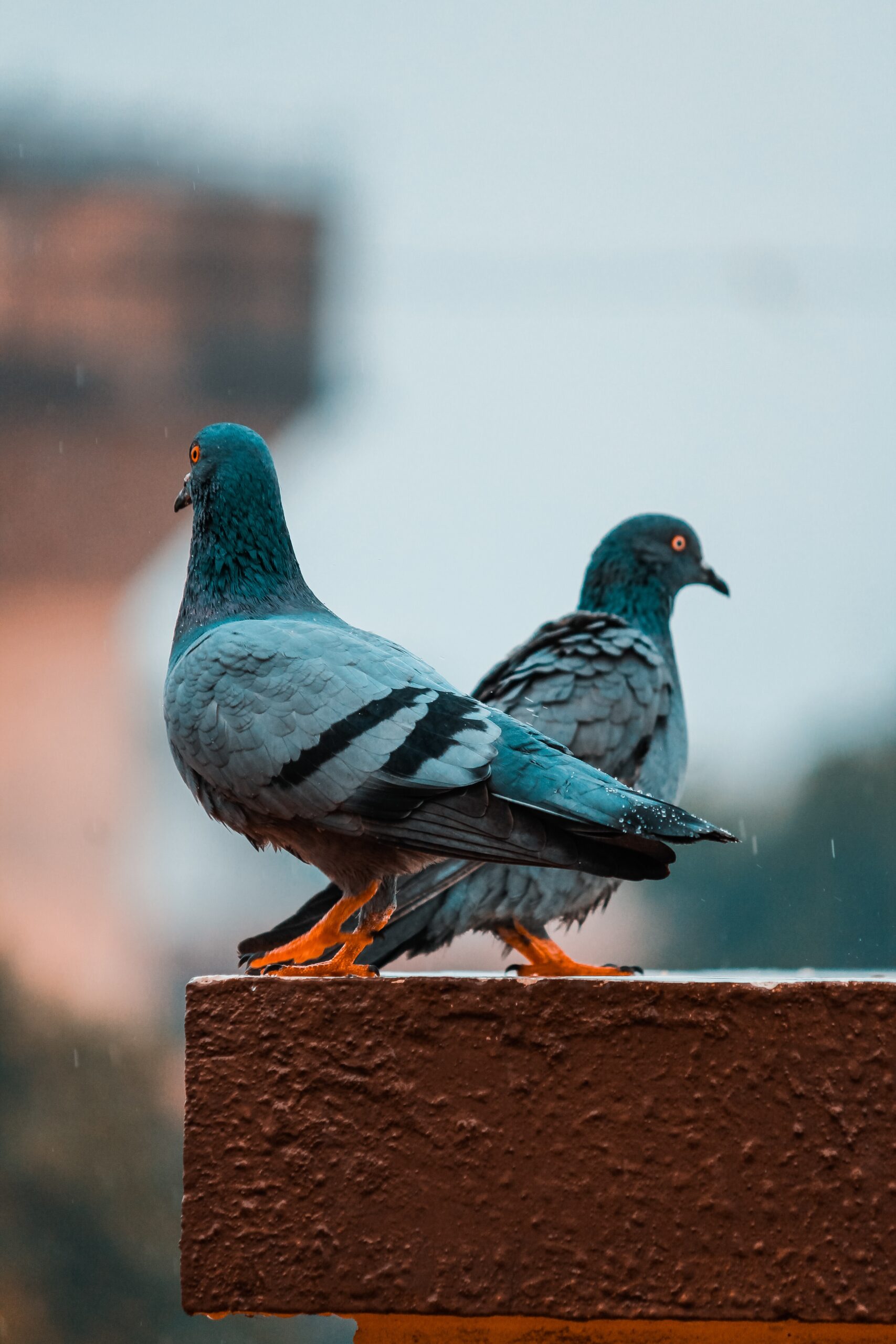 two gray pigeons