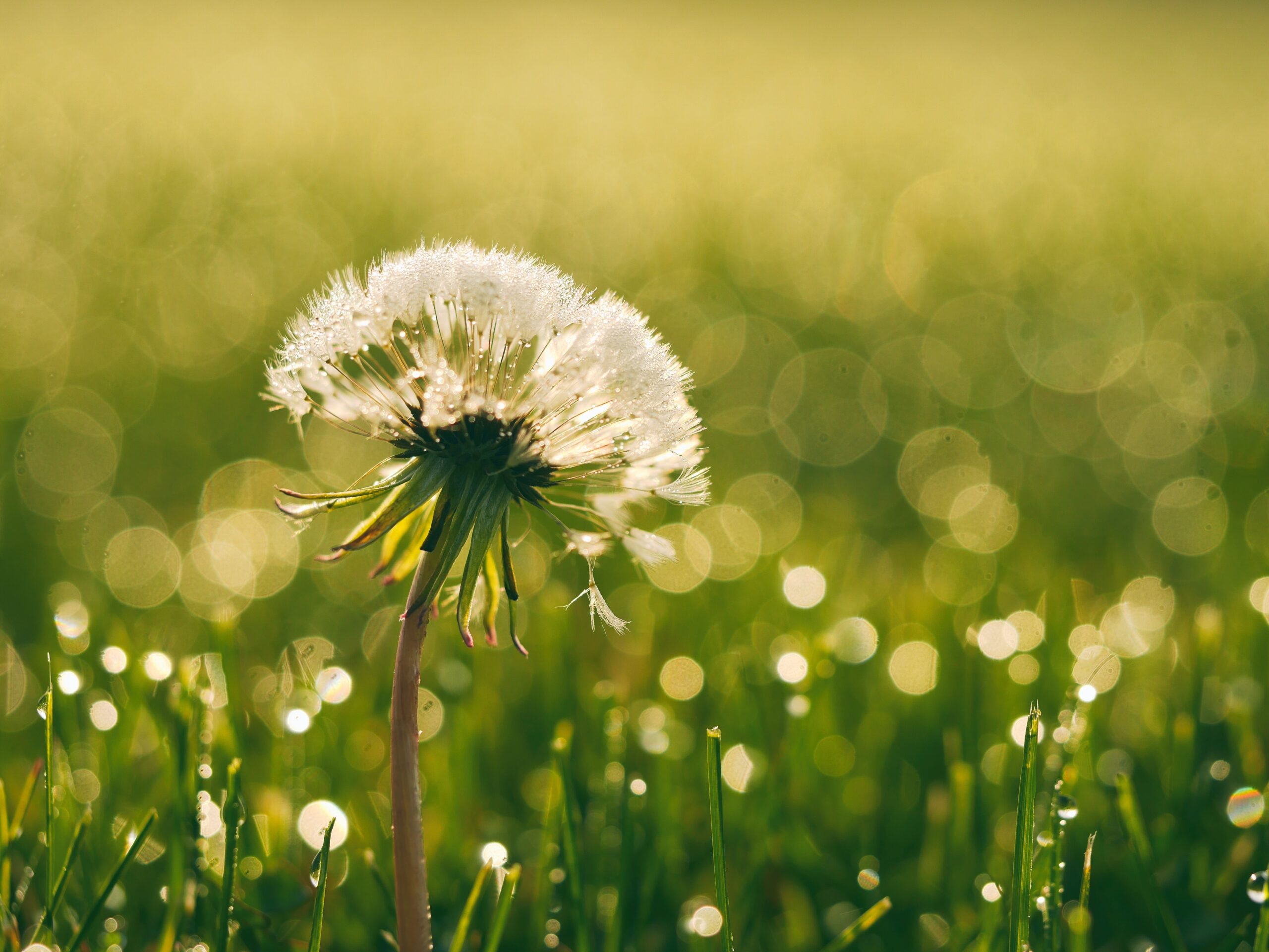 image of dandelion in field