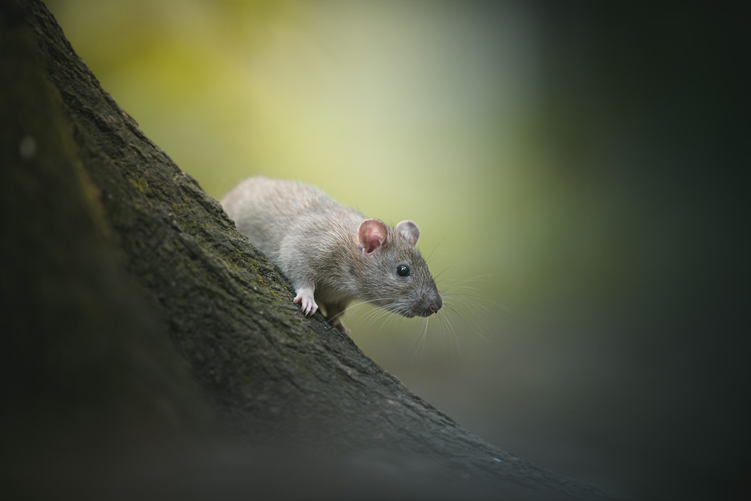 A rat on a tree