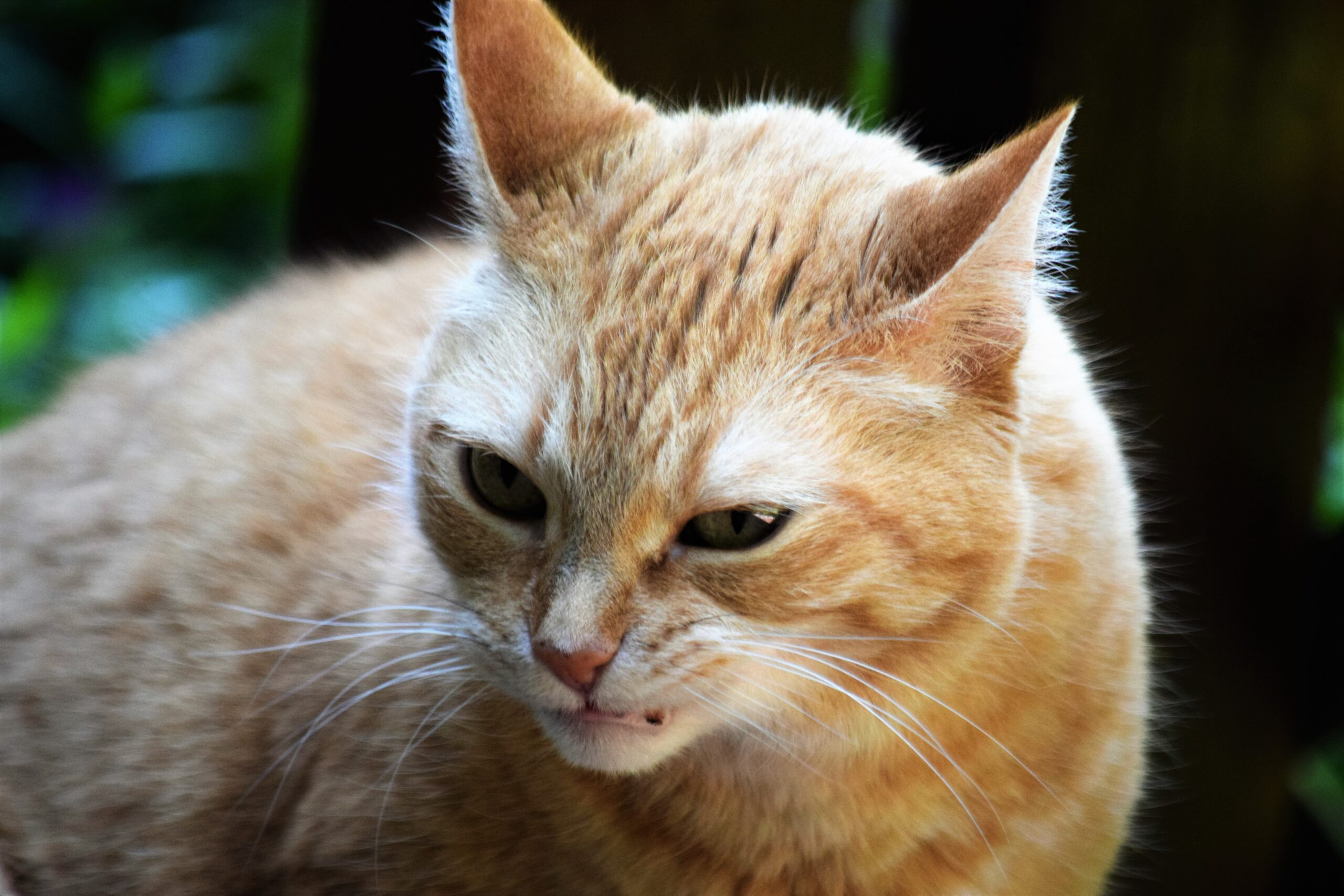 https://unsplash.com/photos/a-close-up-of-a-cat-with-a-blurry-background-cpBPJMsi3ok