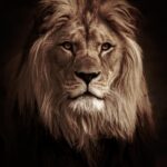 A picture of a lion