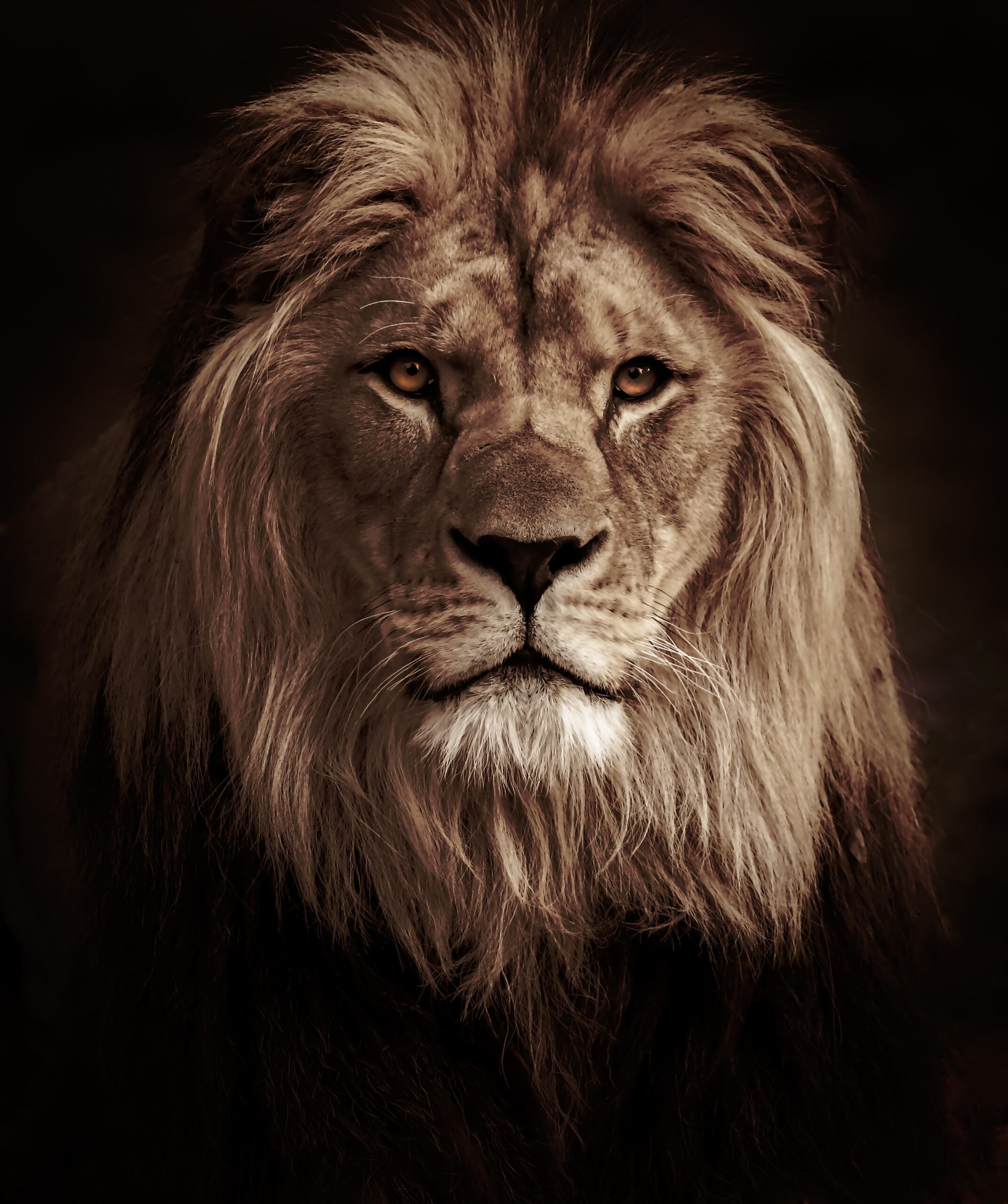 A picture of a lion