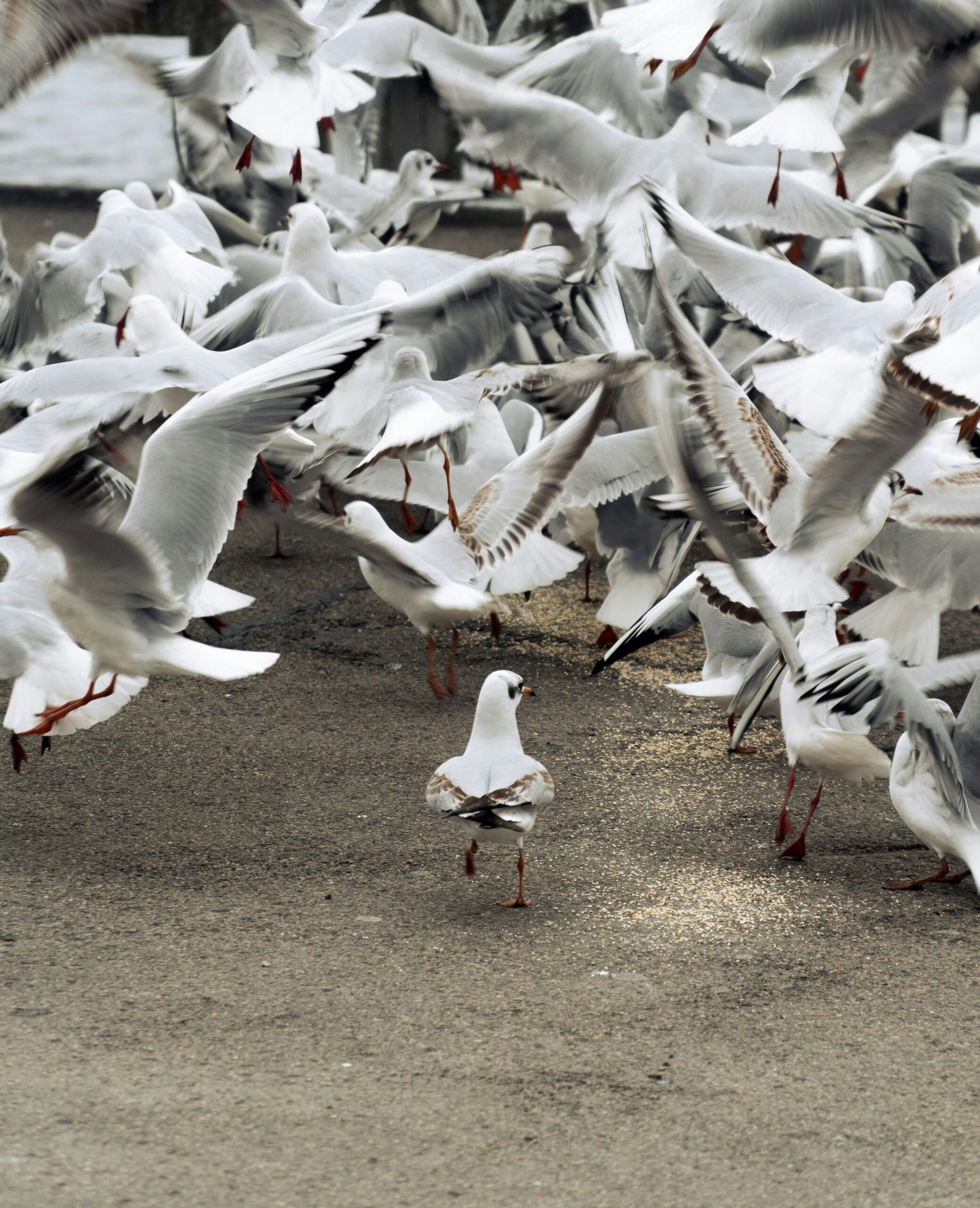 A seagull stands on the sand and watches as his flock takes flight.