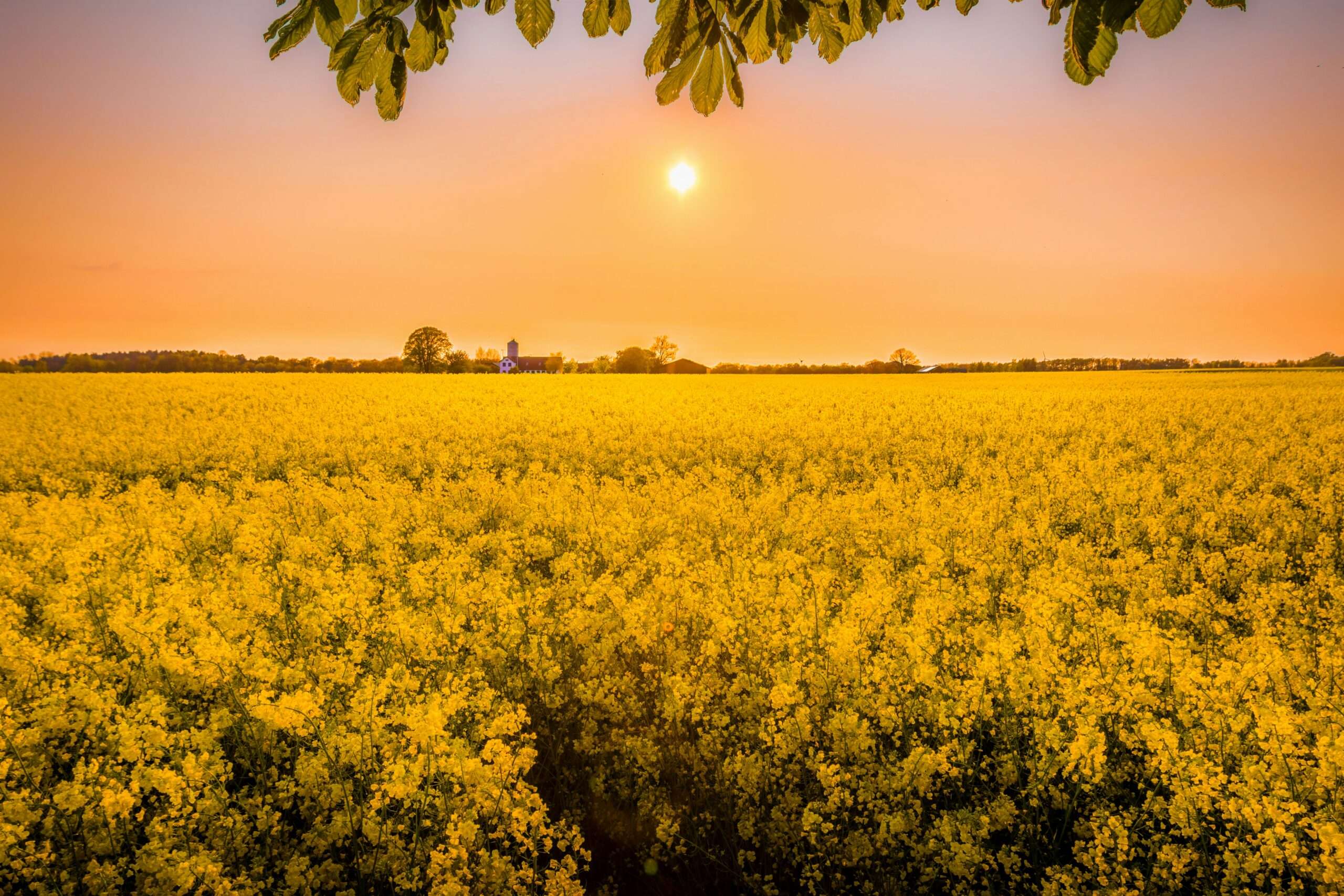 A sun at high noon is setting over a garden of yellow flowers.