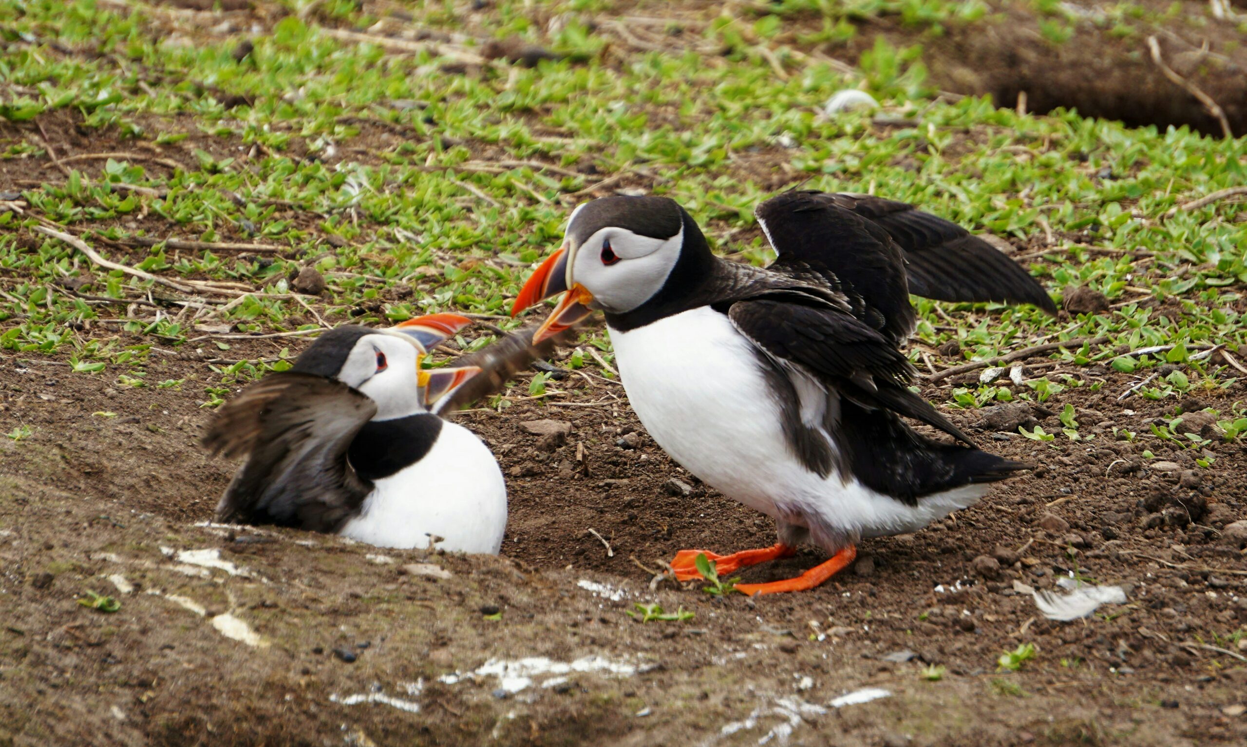 Two puffins arguing with each other.