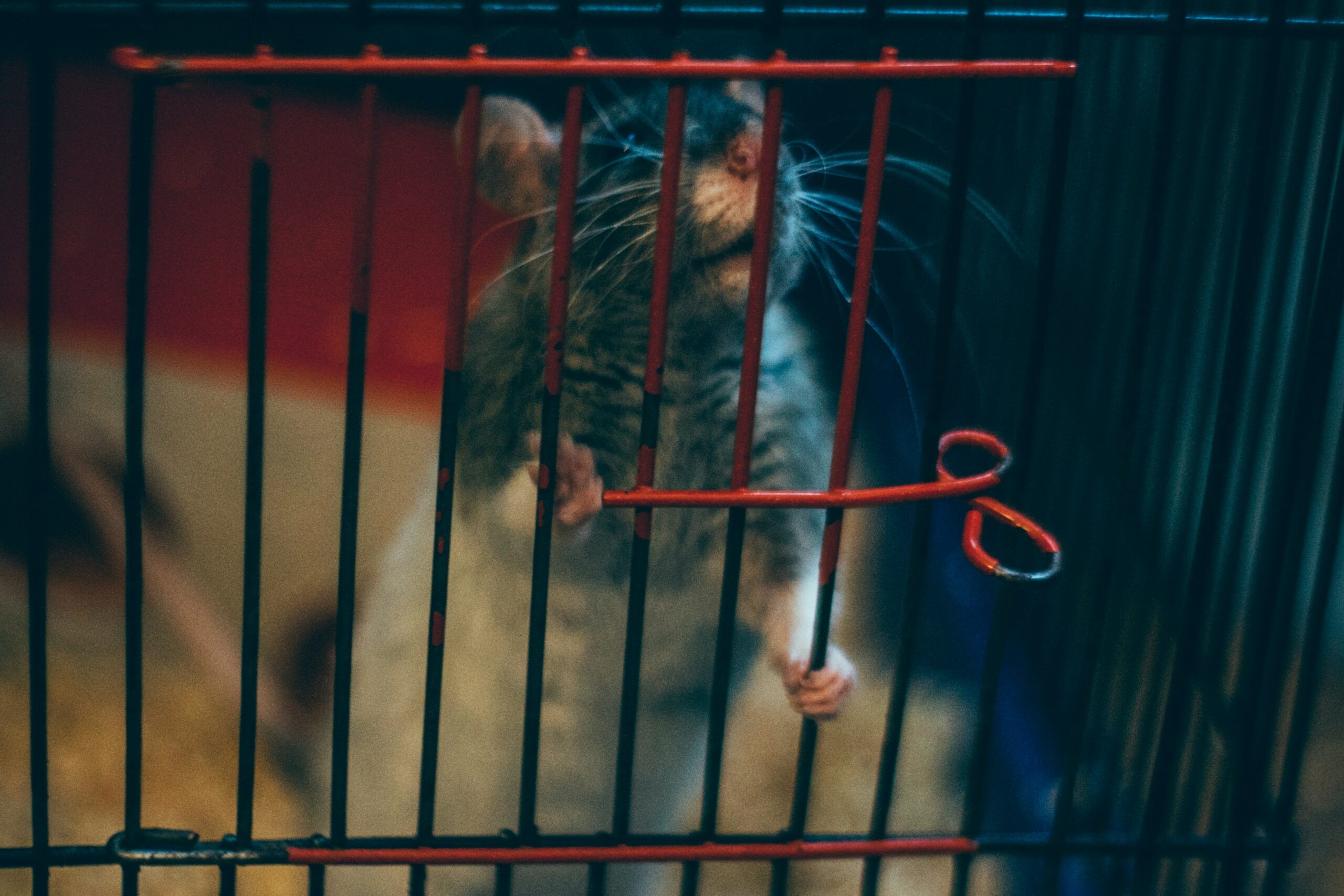 A rat in a red cage