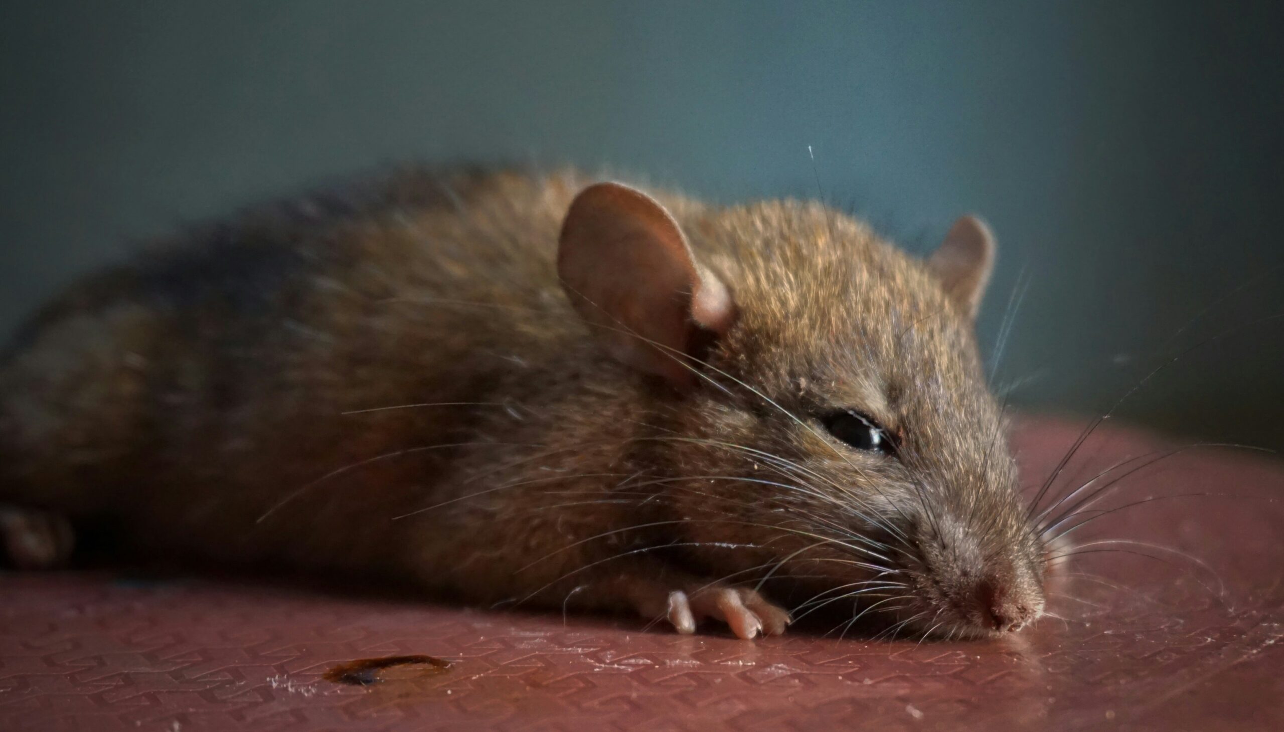 sleepy rat laying down on stable