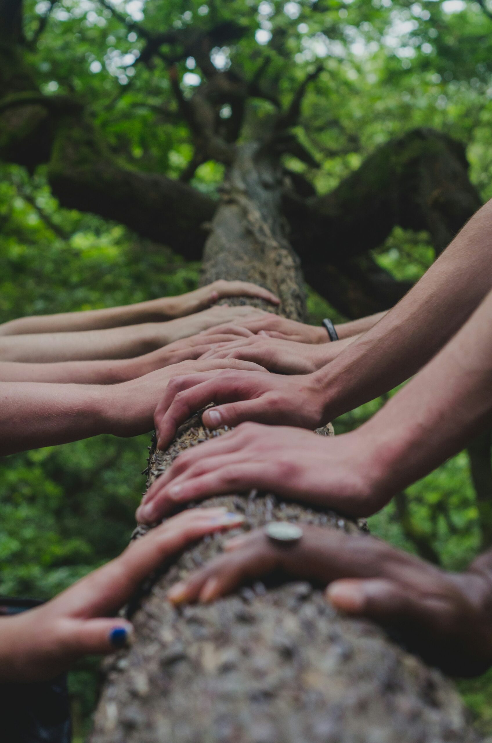 A group of people with their hands on a tree branch.