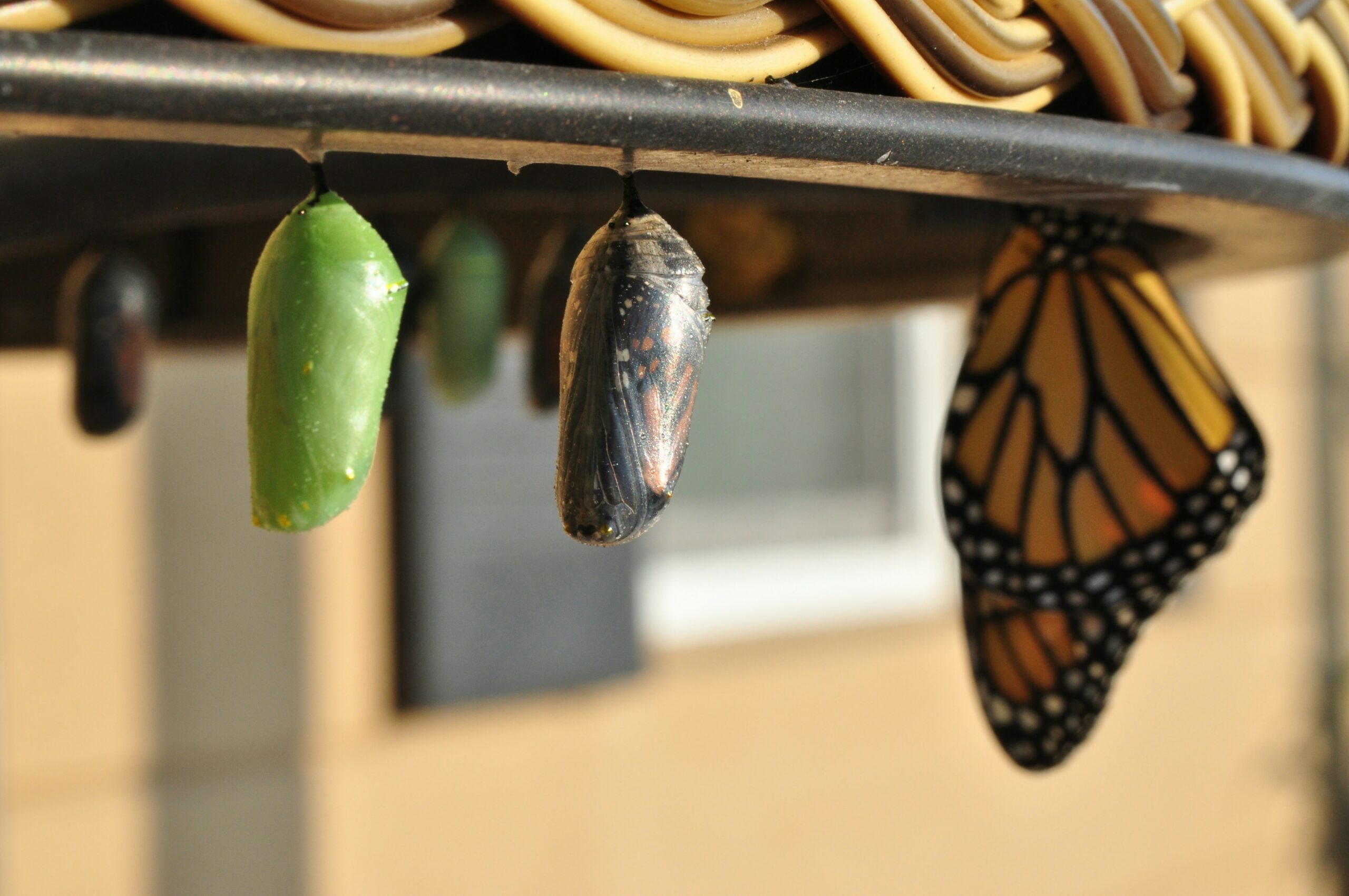 A caterpillar's cocoon goes through the motions of becoming a butterfly.