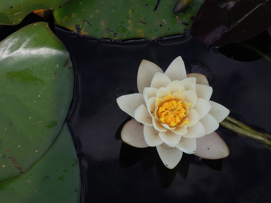 A white flower floating in a pond of murky water, surrounded by lily pads.