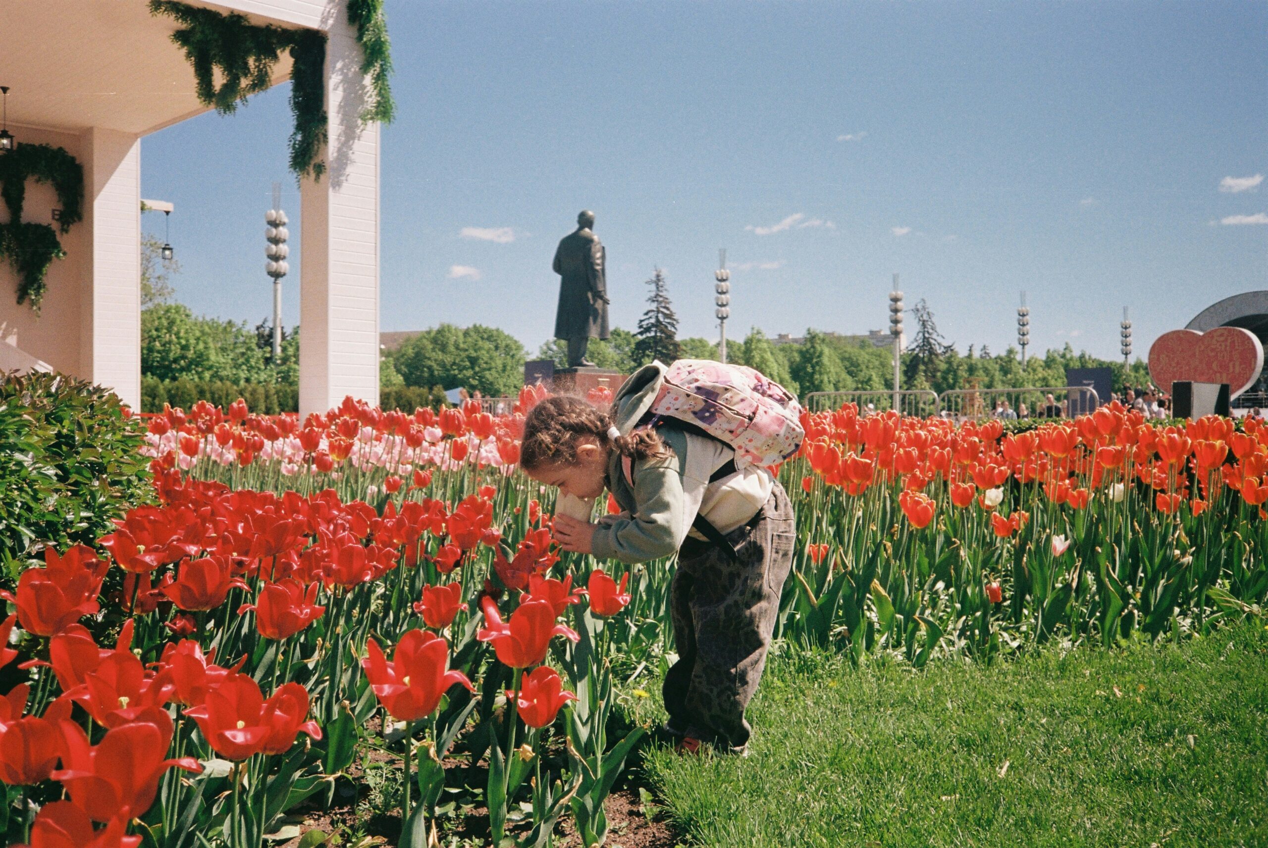 A small girl with braided pigtails and a backpack bends down to sniff one white tulip in a field of red tulips.