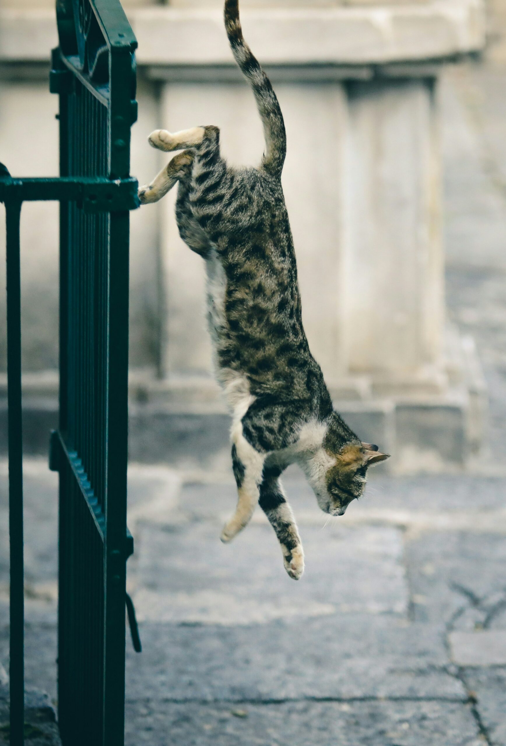 Black and gray spotted cat with white fur on their belly and under their chin in the middle of jumping down from black, metal gate.